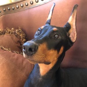 Meet your Posher, Brett